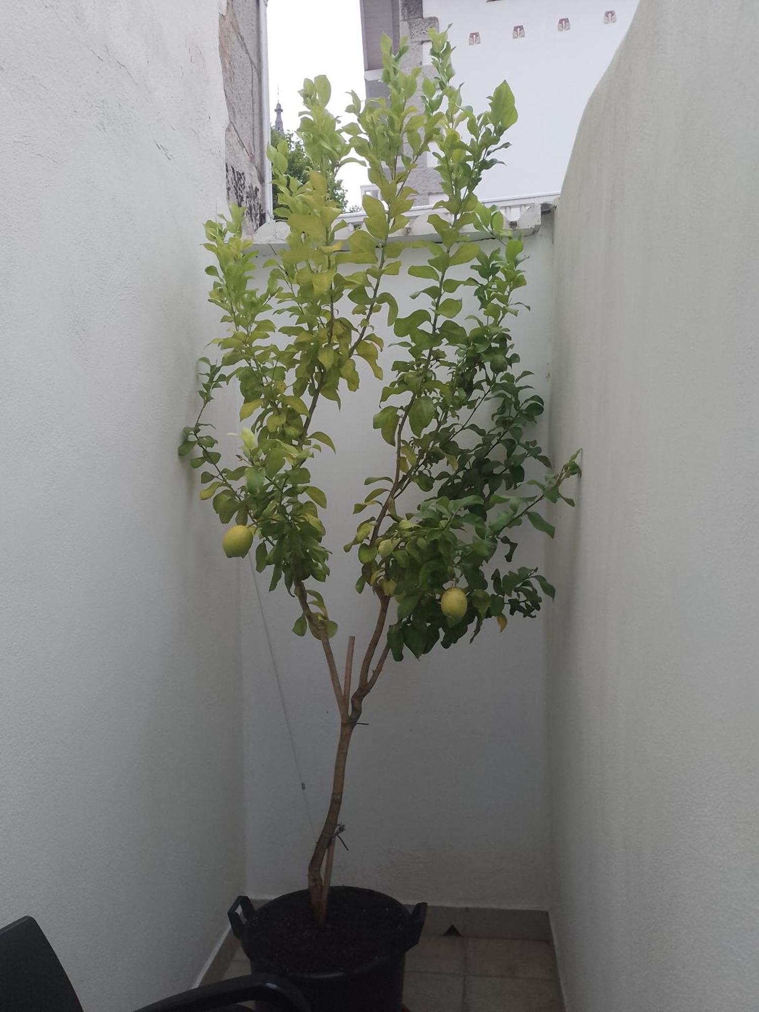 Atalaya Appartement Mundaka Buitenkant foto